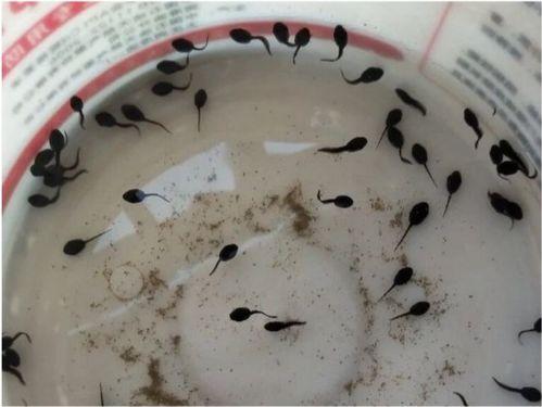 蝌蚪吃哈密瓜视频大全,蝌蚪品尝哈密瓜趣味瞬间大盘点