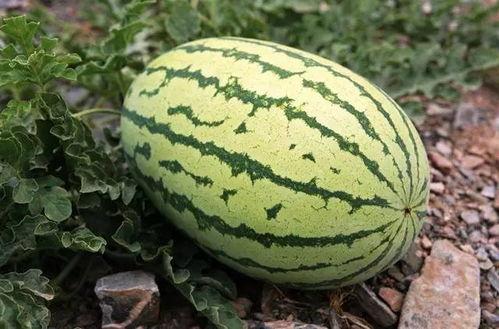 十块钱一个吃瓜视频是真的吗,十块钱一个吃瓜视频，真相究竟如何？