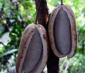 八月瓜吃货视频大全,视频大全带你领略独特风味