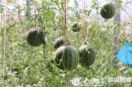 文山城南吃瓜事件视频,一场引发热议的网络视频风波