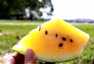 一粒沙子动感吃瓜视频,动感视频带你领略趣味瞬间