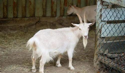 老头吃羊胡子瓜做法视频,跟随视频学习制作老头吃羊胡子瓜