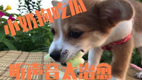 围观吃瓜小狗视频播放下载,萌宠瞬间走红网络