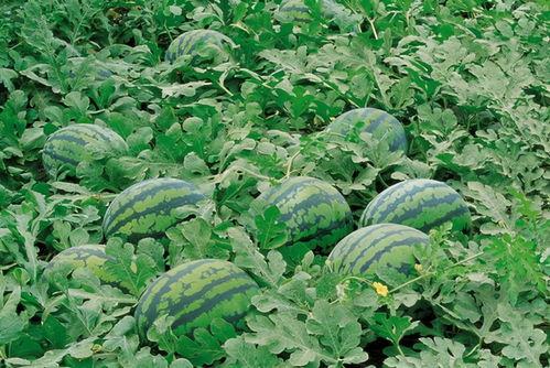 农村老家吃瓜视频大全,视频大全回顾