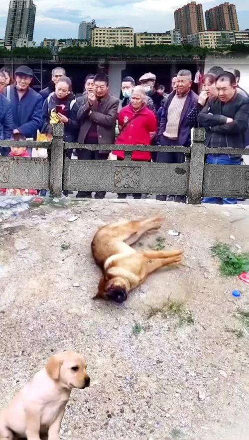 狗狗吃瓜围观视频大全,狗狗吃瓜围观视频大盘点