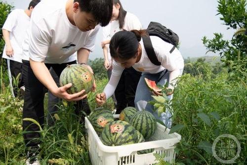 重庆医专吃瓜视频,校园生活趣味瞬间大揭秘