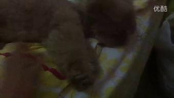 小沙带你吃瓜视频,揭秘热门视频背后的故事