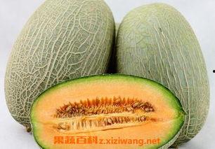 哈密瓜炒着吃搞笑视频下载,搞笑视频下载笑翻天