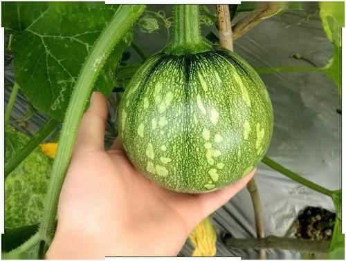 嫩瓜小南瓜吃的视频,视频揭秘家常美味制作过程