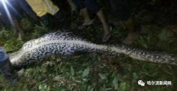 吞噬巨蟒吃瓜视频播放下载