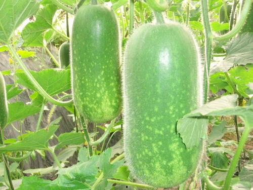 吃歪瓜扭脖子视频大全,盘点搞笑吃瓜视频合集