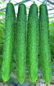 邹城吃瓜三件事视频播放,揭秘当地热门视频背后的故事